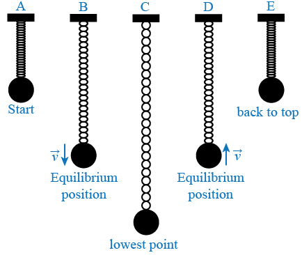 A spring oscillation in five steps, A, B, C, D, and E. A is the start, B shows equilibrium position with arrow pointing down, and V pointing to the right. C shows lowest point of the spring. D shows equilibrium position arrow pointing up, and V pointing to the right. E shows the spring back to the top.