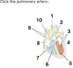 question with prompt to click the pulmonary artery, followed by an image of the human heart with connected arteries and veins