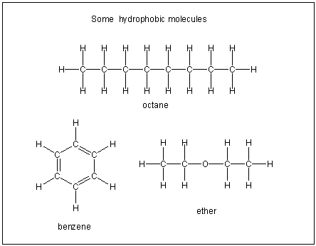 some hydrophobic molecules