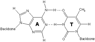adanine and thymine form a base pair