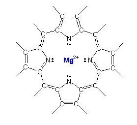 chlorophyl contains a magnesium ion in the center of a porphyrin